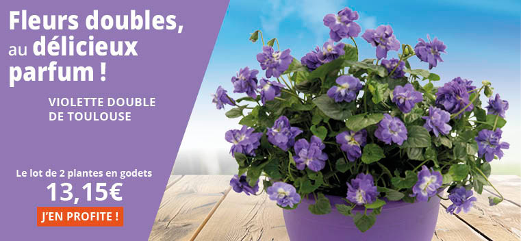 Fleurs doubles au d&eacute;licieux parfum !