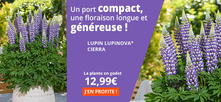 Un port compact, une floraison longue et g&eacute;n&eacute;reuse !