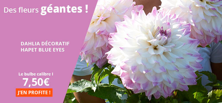 Des fleurs g&eacute;antes !