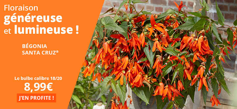 Floraison g&eacute;n&eacute;reuse et lumineuse !